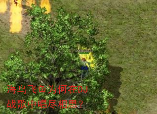 海鸟飞鱼为何在DJ战歌中唱尽相思? 海鸟飞鱼为何在DJ战歌中唱尽相思?